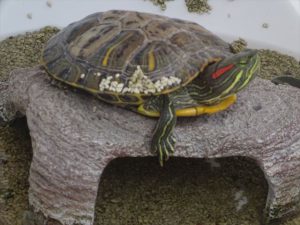 クリックで拡大表示 Highslide JS
