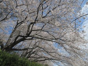 クリックで拡大表示 Highslide JS