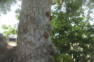 クリックで拡大表示 Highslide JS